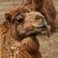 Werribee Open Range Zoo
